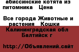 абиссинские котята из питомника › Цена ­ 15 000 - Все города Животные и растения » Кошки   . Калининградская обл.,Балтийск г.